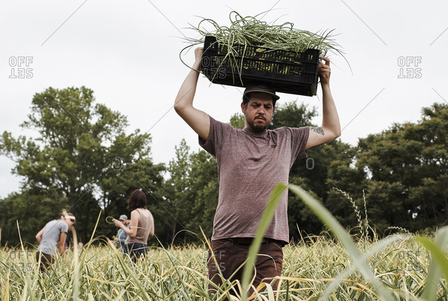 Man carrying crate filled with garlic scapes on his head