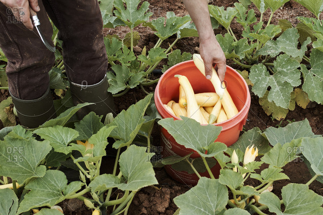 Person collecting yellow summer squash in a bucket