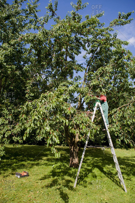 Woman pruning trees on ladder