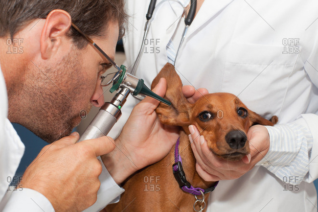 Veterinarians examining dogs ear