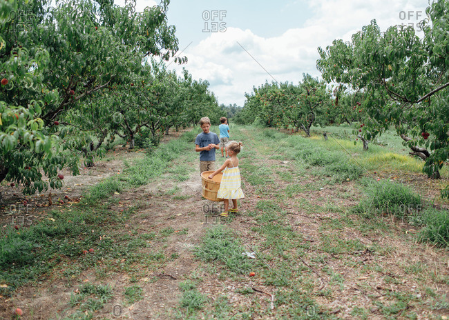 Three siblings collecting peaches together in a peach orchard