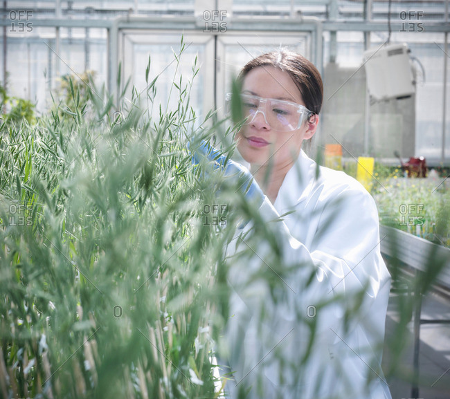 Scientist growing plants in nursery of biolab for structural analysis of DNA, protein extraction and genetic modification