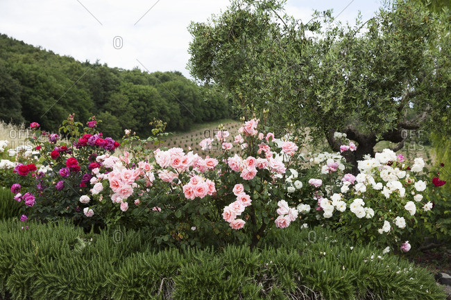 Roses flowering in garden