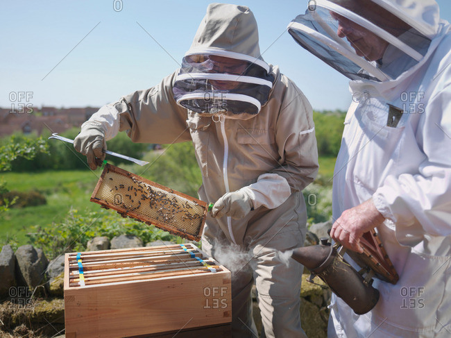 Beekeepers with honey comb and smoker