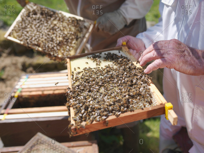 Beekeepers with honey combs