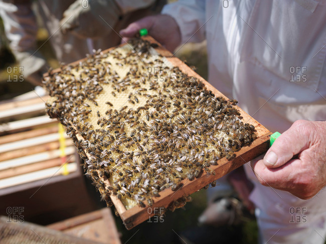 Beekeeper inspect honey combs