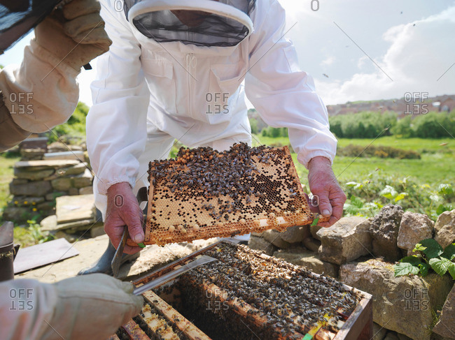 Beekeepers inspect honey comb