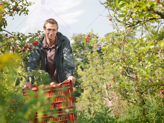Farmer with crate of apples in orchard