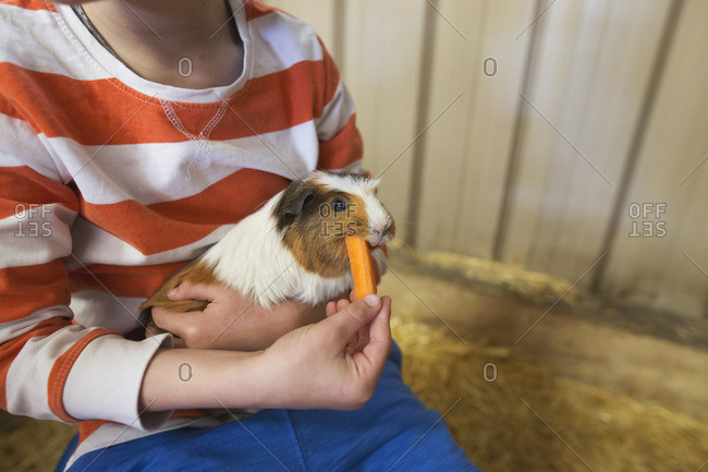 Boy feeding carrot to guinea pig