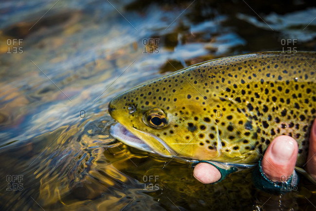 The spotted face and body of a big healthy brown trout