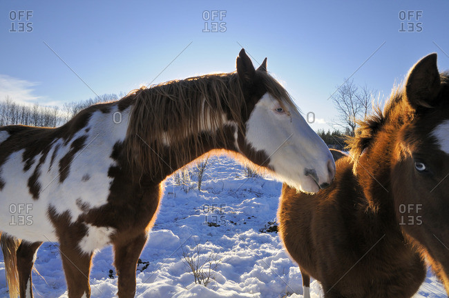 Horses in winter, the Rocking Horse Ranch, Cariboo Region, British Columbia, Canada,