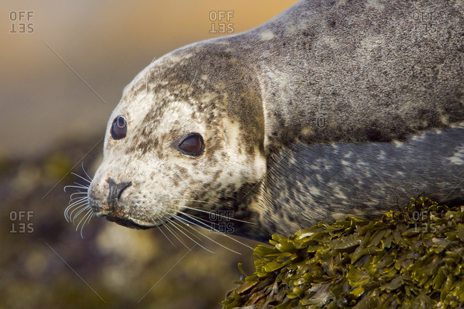 Harbour seal perched on a rock in Victoria, BC, Canada.