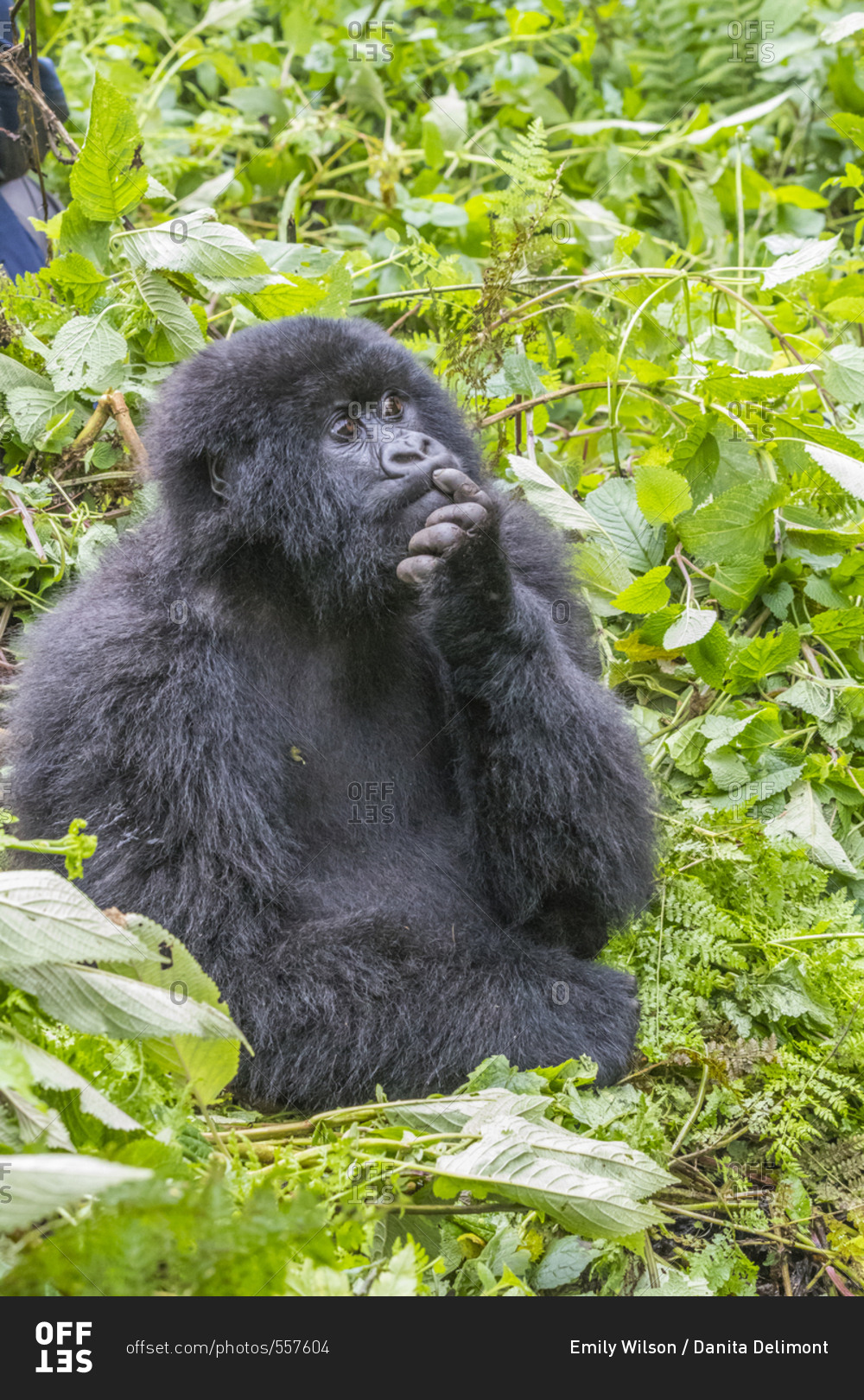 Africa Rwanda Musanze District Volcanoes National Park Ruhengeri