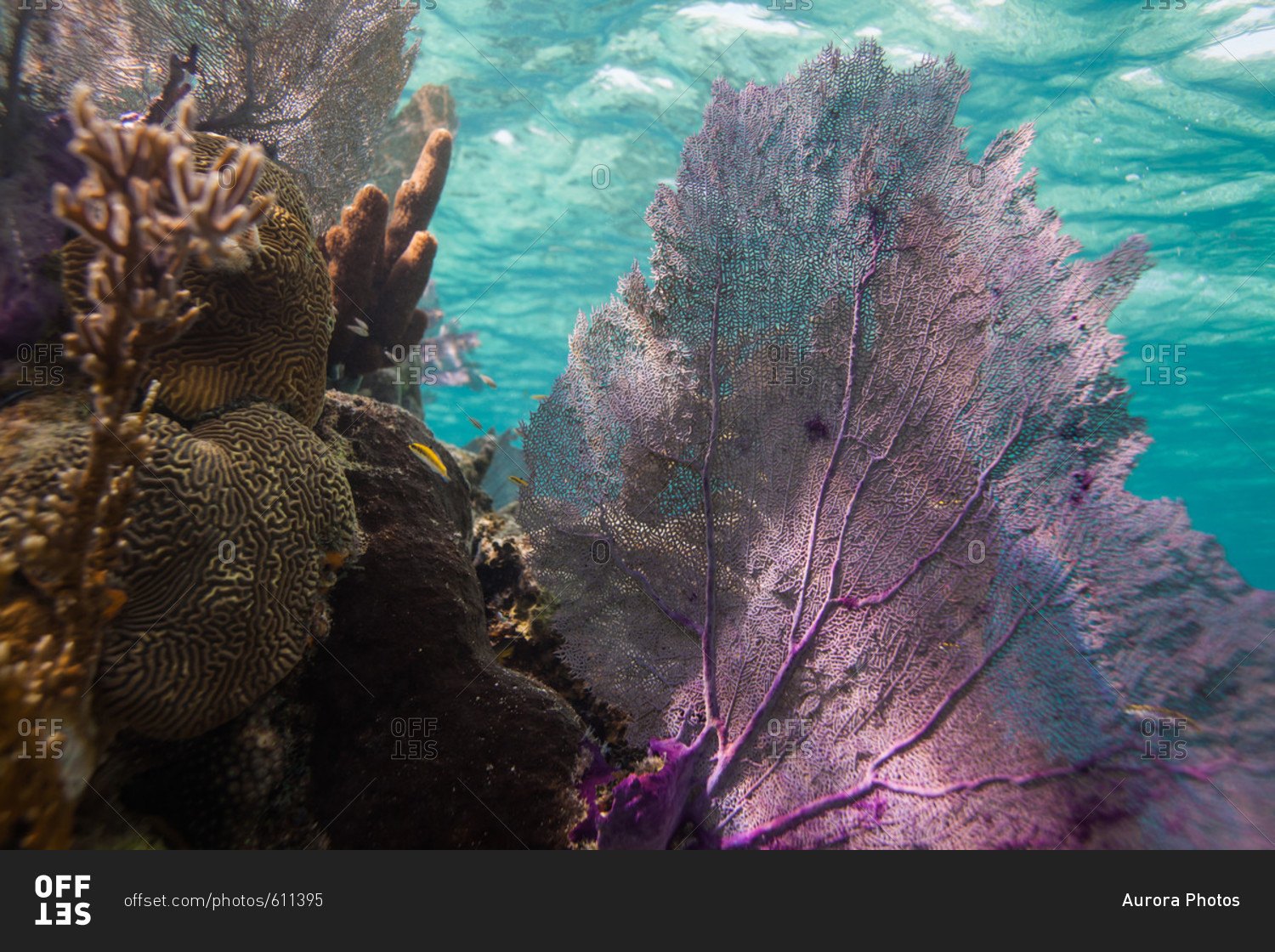 A Sea Fan A Gorgonian Coral Is Among Reef And Coral In Shallow Water