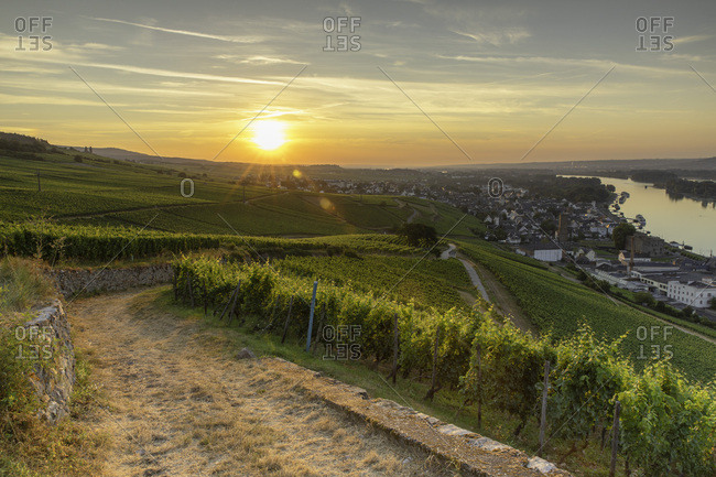 Vineyard Sunrise