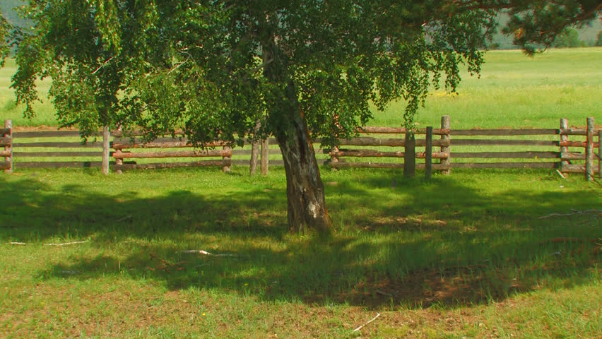 HD. The horse gallops on the grass near the crate and wood