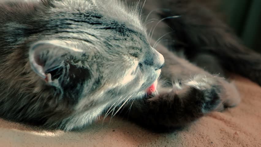 Cat licking pussy