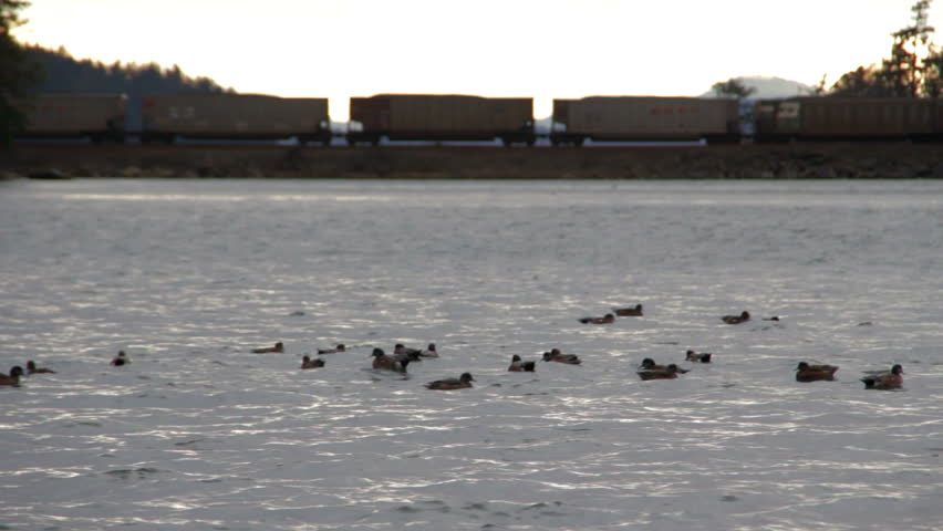 Ducks float on water, in front of a stationary freight train.