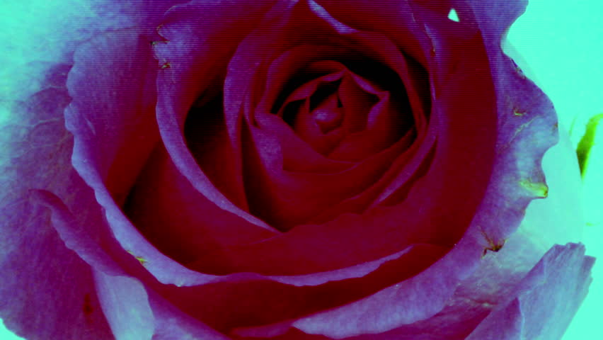 timelapse of a rose opening with overlayed video distortion