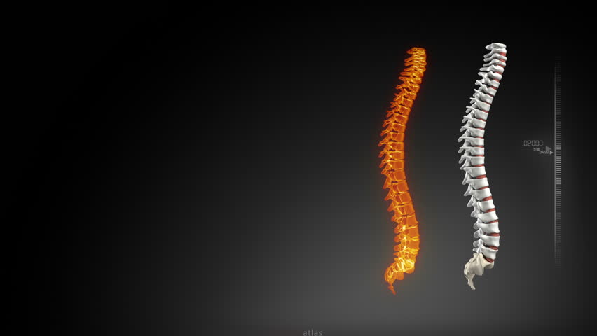 Human spine x-ray view