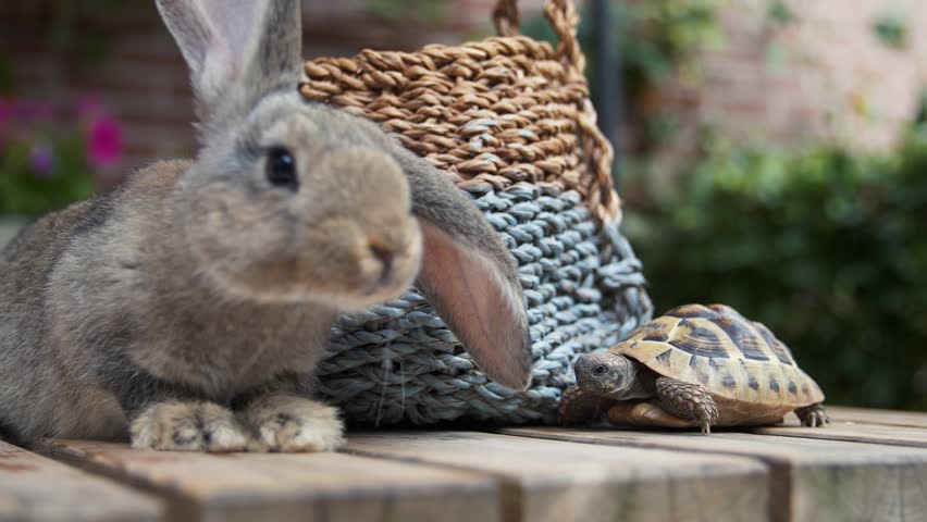 Кролик и черепаха фото