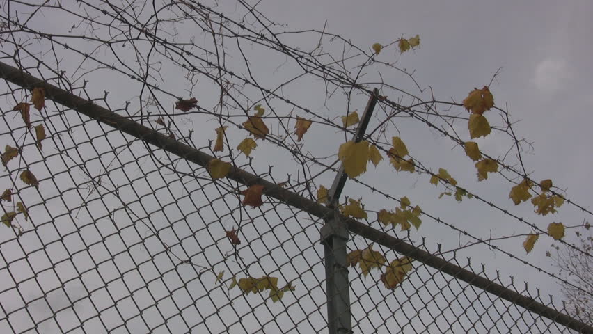 Vines growing on barbed wire fence.