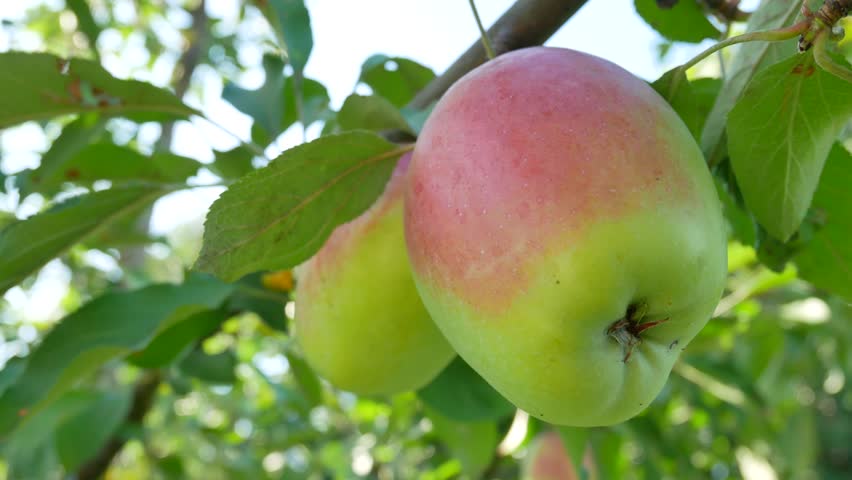 Яблоня Жебровское Описание Фото – Telegraph