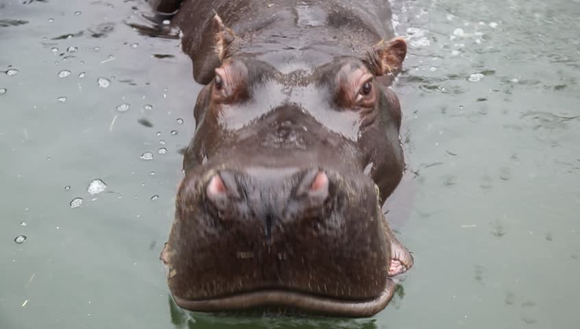 Hippopotamus yawns