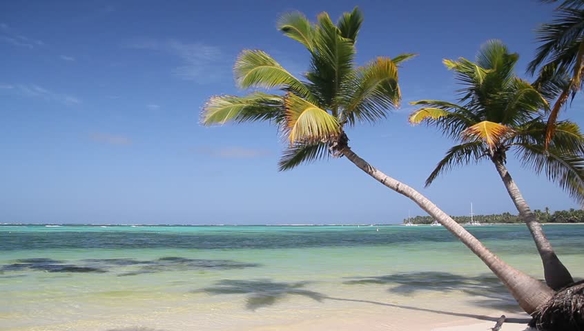 Beach with palms