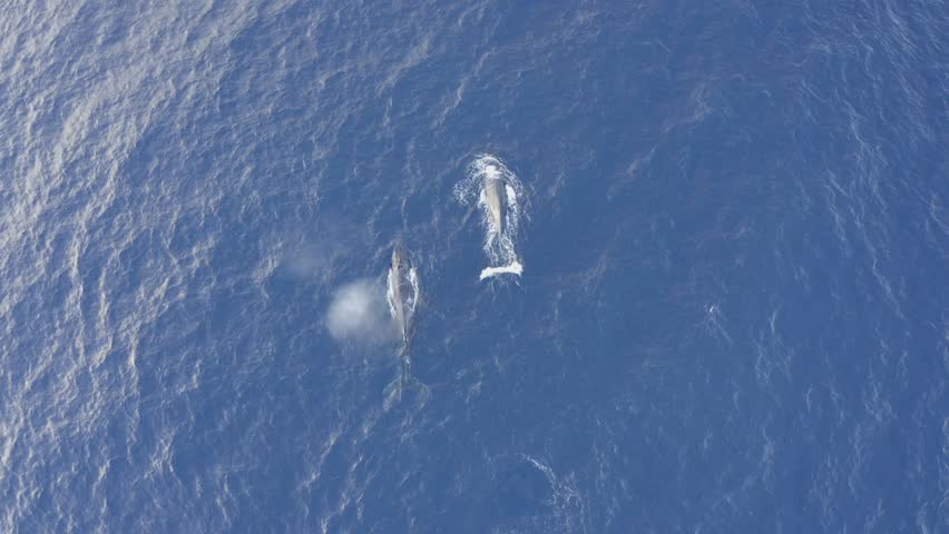 Two Humpback Whales Swimming Breathing Oceantop Stock Footage Video