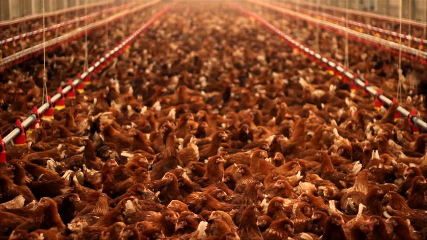 Chicken Farm