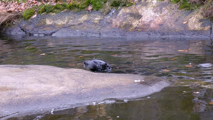 Two Seals Pond Stock Footage Video Royalty Free