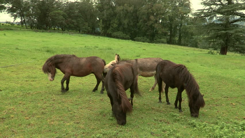 Donkey tries to befriend the ponies 