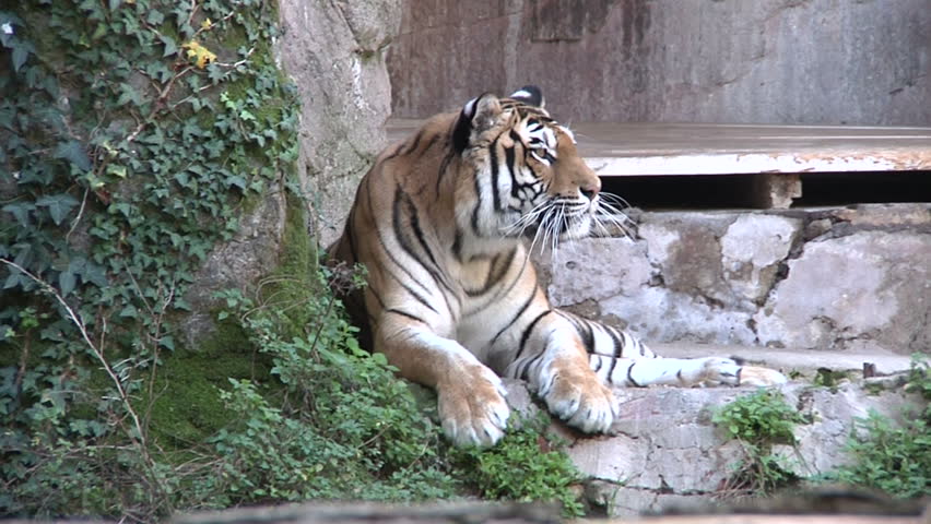 Panthera tigris altaica