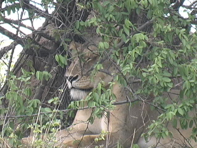 Lion waiting in the bush for lunch to walk by