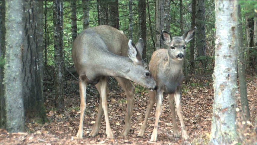 Fawn getting the once over