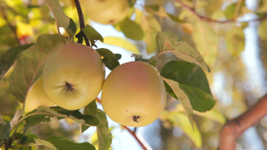hand picking an apple from a tree