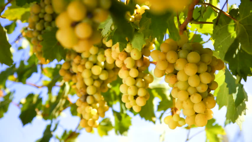 White wine grape Italy. Ukraine, Crimea, Inkerman
