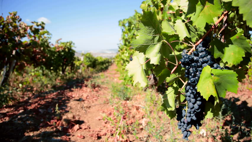 ripe grapes Moldova ready for harvest