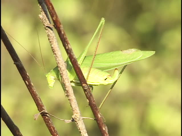 grasshopper jumps off twig