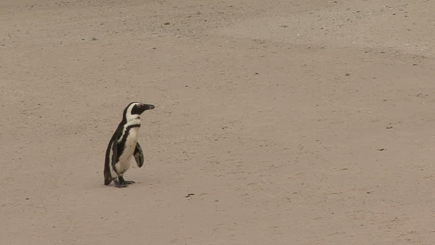 two penguins walking on beach