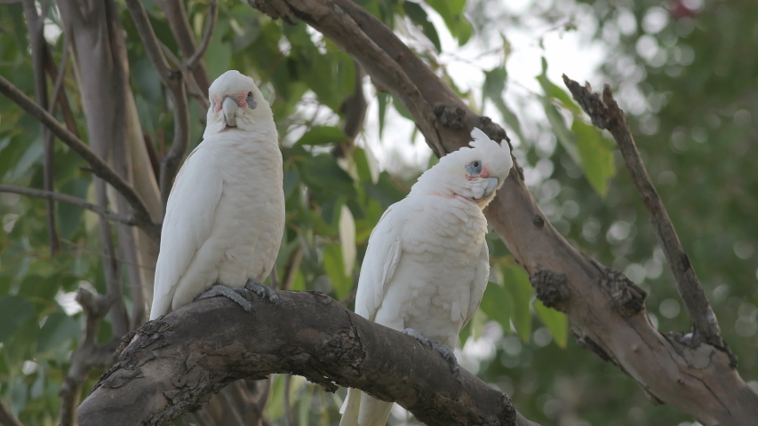 Naked Eye Cockatoo Stock Video Footage 4K And HD Video Clips