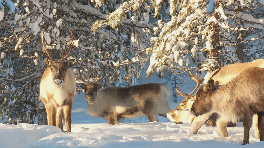 reindeer