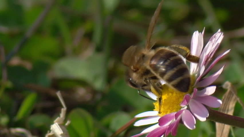 Bee Macro flowers