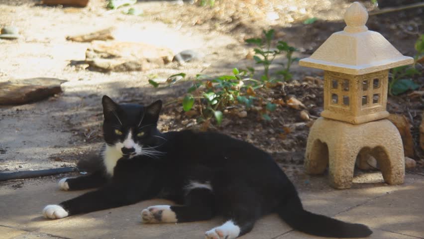 Cat in Japanese Garden
