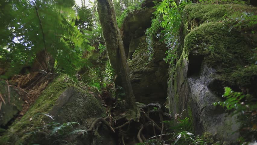 Lush Mysterious Forrest