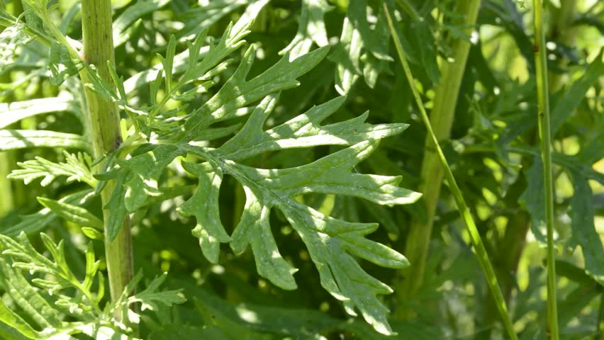 Header of Ambrosia Artemisiifolia