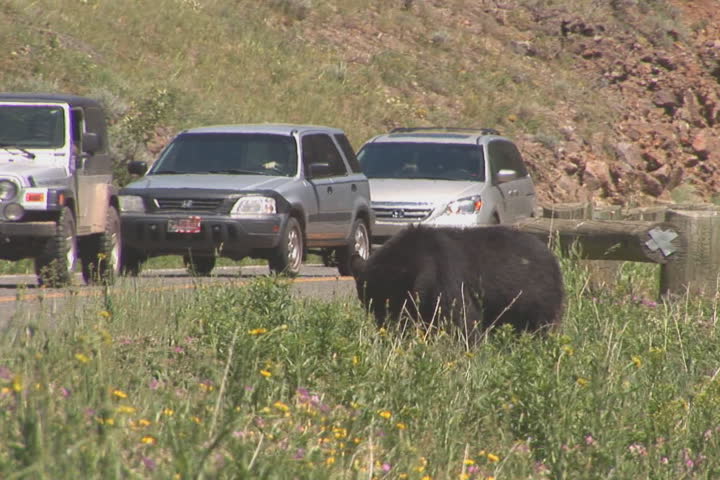 NTSC: Black bear & cars. Shot in Yellowstone National Park. 