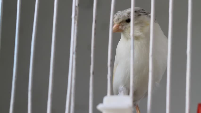 White and yellow canary jumping in a cage