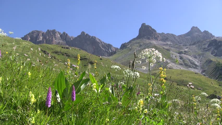 Mountain meadow with wildflowers